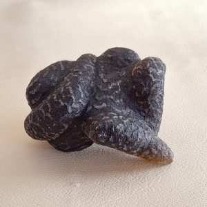Javanese Snake Fossilized FS - 0305